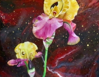 web-2024-Iris-Schwertlilie-Anja-Semling